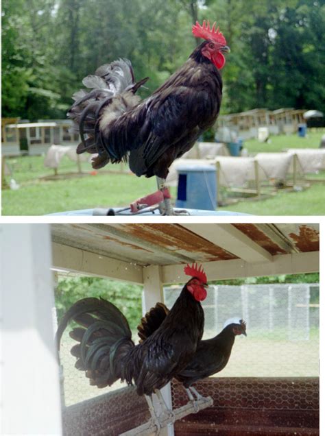 working man's keep for gamefowl.